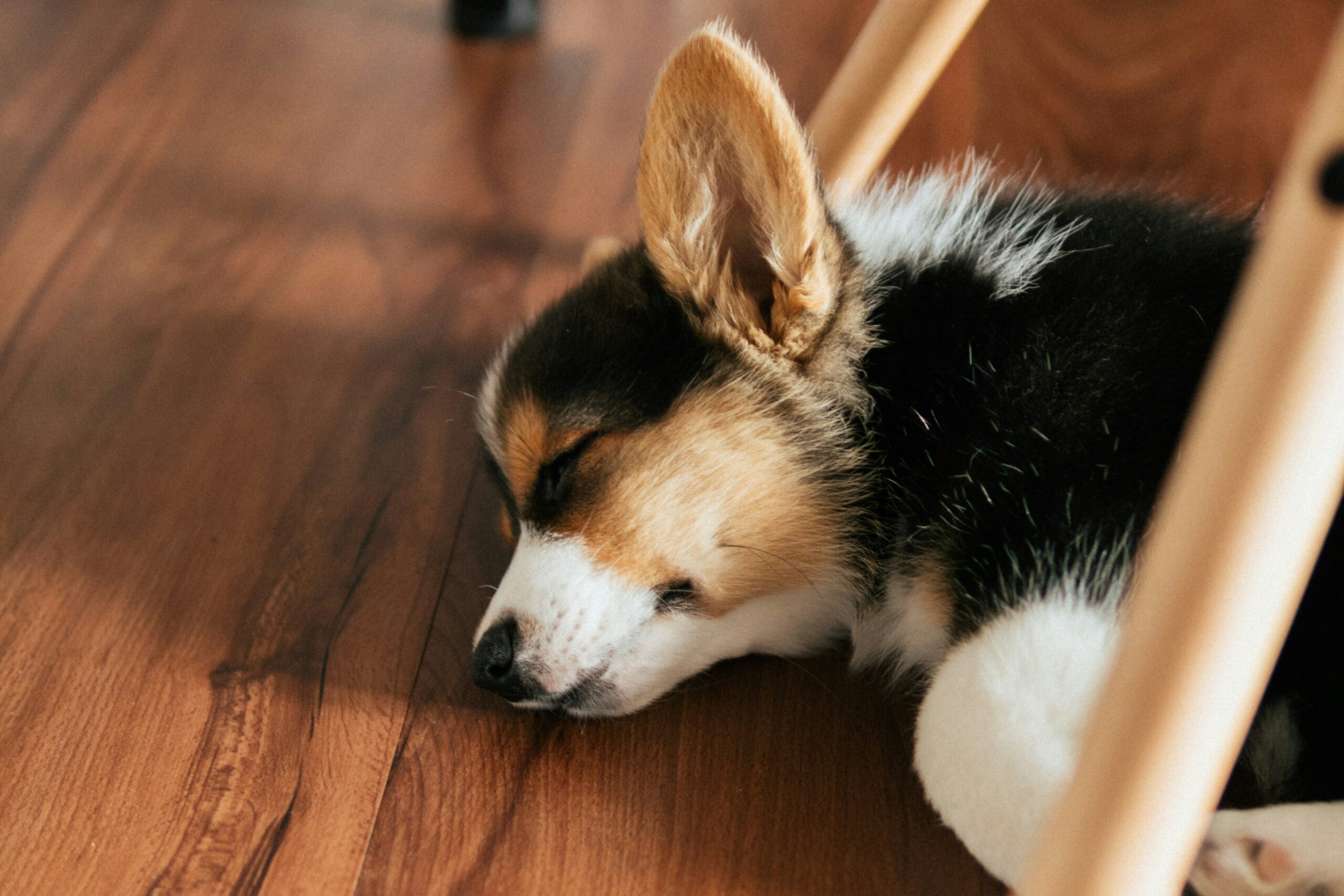 リビングでくつろぐ犬とフローリングの床