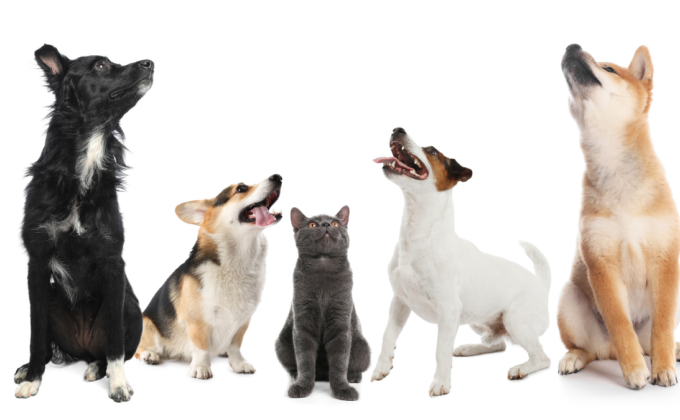 フローリングで滑る愛犬を守る！脱臼・ヘルニアを防ぐための床コーティングと対策の正解