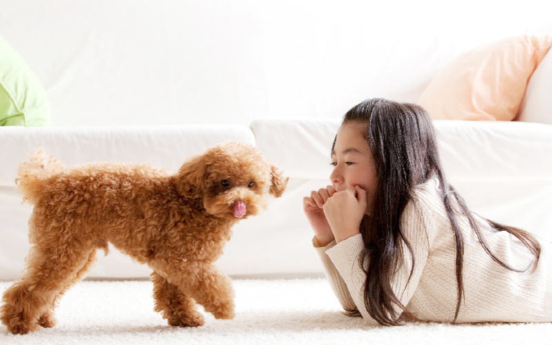 ワンニャンすべらんフロアコーティング